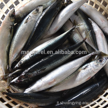 Mackerel Pacifico di origine congelata con un buon prezzo